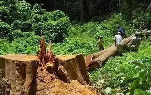 紅木家具 紅木家具