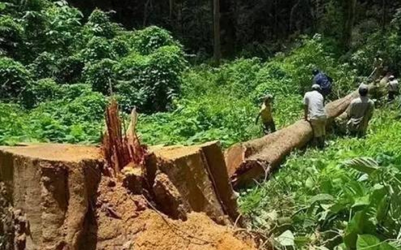 緬甸花梨（大果紫檀）逐漸成為紅木家具的“主力軍”。